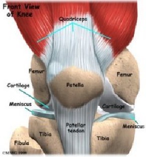 Knee Photos
