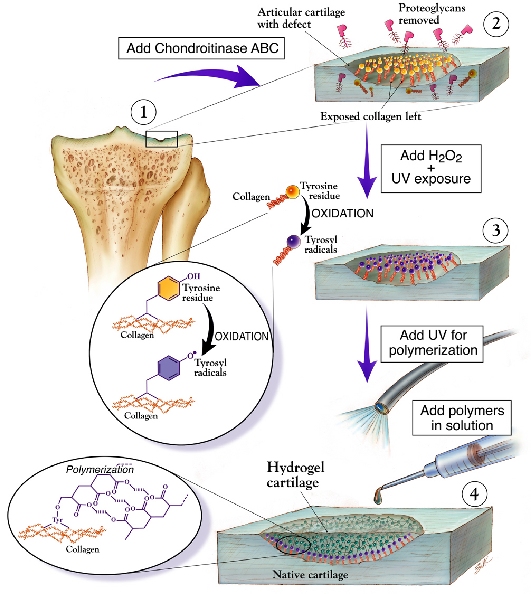 Cartilage Components